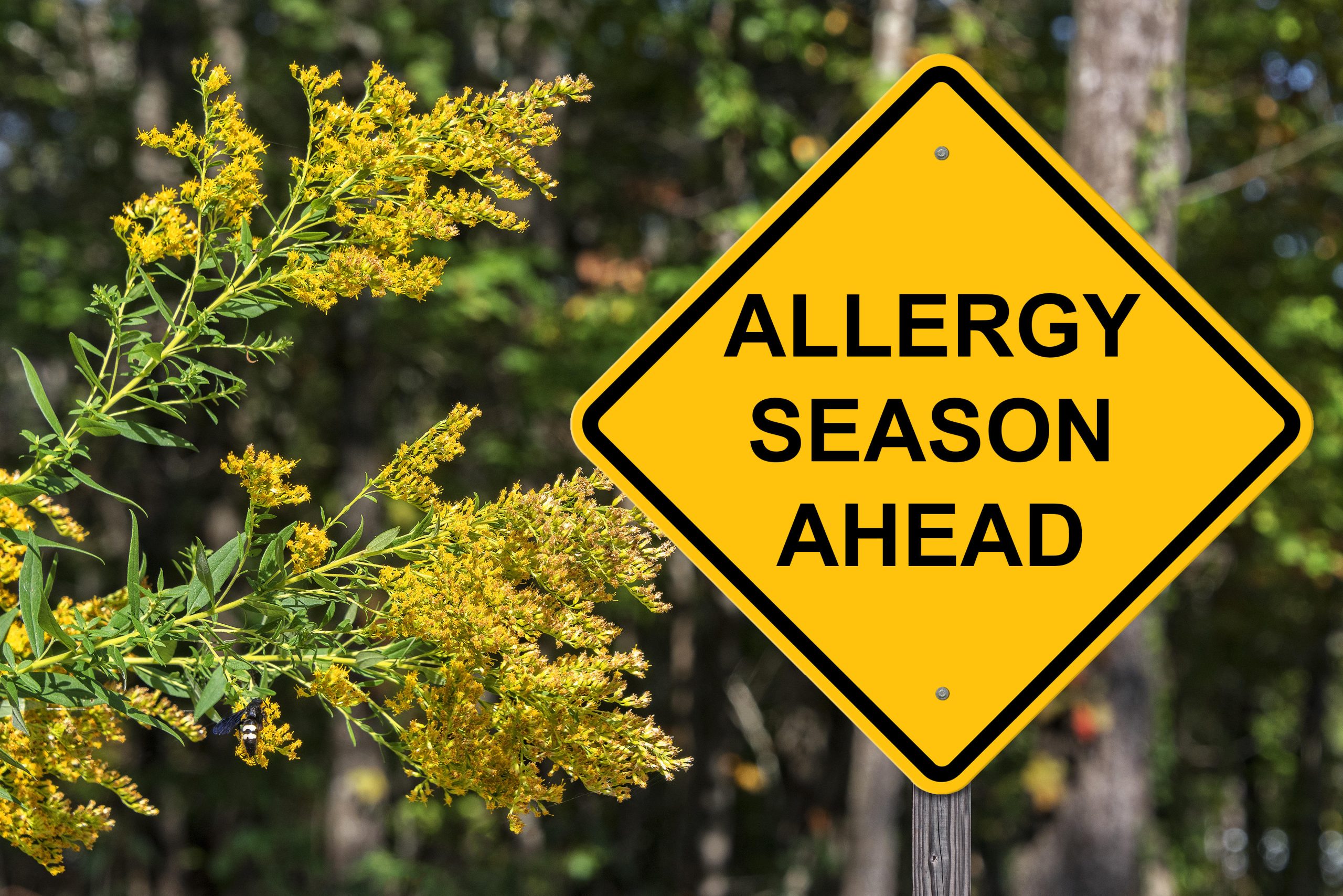 Allergy Season Sign with pollen and weeds